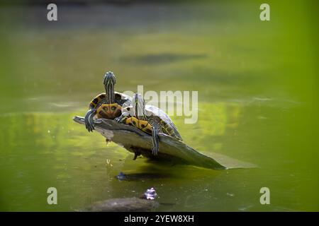 Une vue de deux tortues assis sur un perchoir de pierre au-dessus de l'étang, se prélasser au soleil. Banque D'Images