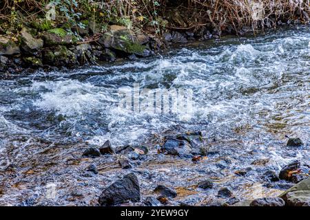 Gros plan de l'eau qui coule rapidement sur les pierres et les rochers de la rivière Wurm, végétation sauvage sur la rive, mousse sur la surface en raison de turbulences de mouvement, journée ensoleillée Banque D'Images