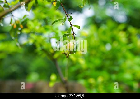 Fruit de grenade sur une branche d'arbre dans un jardin de grenade avec des gouttes de pluie pendant un jour de pluie Banque D'Images