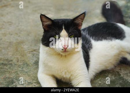 Turc Angora noir et blanc chat en colère regardant la caméra Banque D'Images