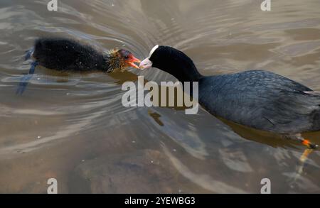 Nourrissez les jeunes pousses en gros plan avec des aliments qui passent d'un parent à l'autre et avec des détails de plumage facilement visibles Banque D'Images