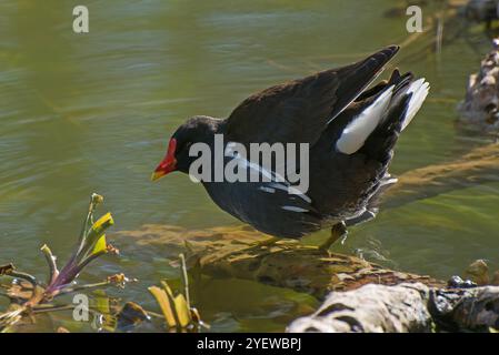 Moorhen en gros plan et vue de côté debout sur une branche partiellement submergée montrant la pleine couleur et la forme du corps dans une bonne lumière Banque D'Images