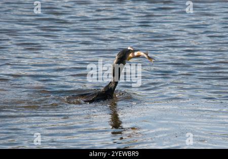 Cormoran surfaçage avec du poisson juste capturé fermement dans le projet de loi Banque D'Images