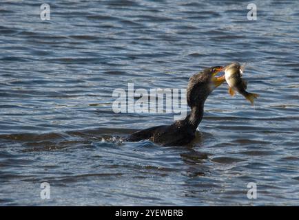 Cormoran avec des poissons récemment capturés dans le bec en gros plan et à droite du centre sur l'image Banque D'Images