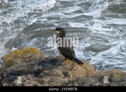 Cormoran en vue rapprochée perché sur le bord de falaises au centre de l'image avec sa tête légèrement surélevée, regardant vers la gauche avec la mer en contrebas Banque D'Images