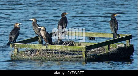 Cinq cormorans en vue rapprochée perchés sur une cage de style bois regardant dans différentes directions sur un lac d'eau douce Banque D'Images