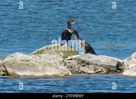 Cormoran adulte et juvénile en vue rapprochée et bonne lumière debout sur des rochers se faisant face et entourés d'eau Banque D'Images