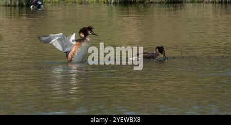 Une paire de Grebes à crête au site du nid avec un Grebe élevé dans l'eau et les ailes déployées et l'autre sur le nid dans une bonne lumière Banque D'Images