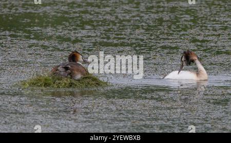 Paire de Great Crested Grebes au nid avec l'un assis sur le nid et l'autre tournant et regardant leur partenaire avec le plumage clair dans une bonne lumière Banque D'Images