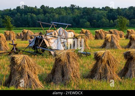 Amortisseurs de blé Amish empilés pour le séchage, avec une machine à lier tirée par un cheval, dans le comté de Mecosta, Michigan, États-Unis Banque D'Images