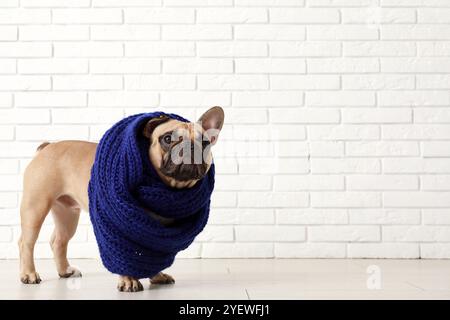 Mignon bulldog français avec une écharpe chaude près du mur de briques blanches Banque D'Images