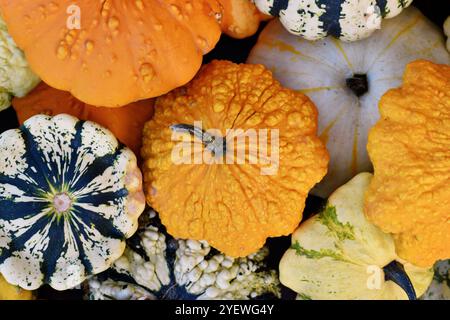 Vue de dessus de courge de noix de Saint-Jacques orange avec des verrues entre d'autres citrouilles et courges colorées Banque D'Images