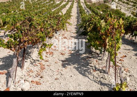 Paysage avec des vins de sherry célèbres vignobles de raisin en Andalousie, Espagne, doux pedro ximenez ou muscat, ou palomino plants de raisin, utilisés pour la production o Banque D'Images