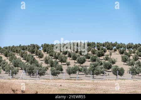 La production d'huile d'olive et olives, de jeunes oliviers croissant sur d'énormes plantations en Andalousie, Cordoue, Jaen, Malaga, Espagne Banque D'Images