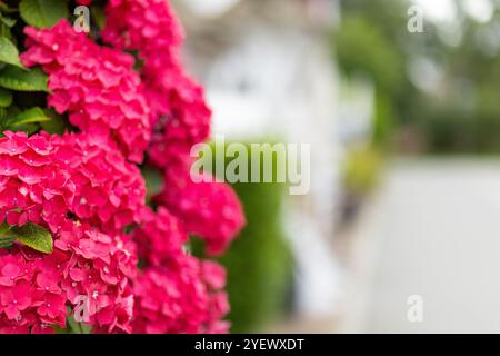 Les hortensias rose vif fleurissent devant un quartier résidentiel tranquille, présentant des fleurs vibrantes sur un fond légèrement flou au printemps. Banque D'Images
