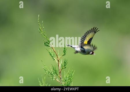 Un petit oiseau coloré décollant d'une branche d'arbre. Arrière-plan vert flou. Mise au point sélective. Charcuterie européenne, Carduelis carduelis. Banque D'Images