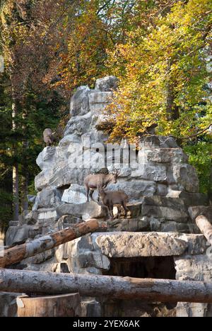 Un groupe d'ibexes alpins sur un terrain rocheux entouré d'une forêt d'automne colorée. Les ibexes, avec leurs cornes courbes distinctes, sont vus explorer le Banque D'Images