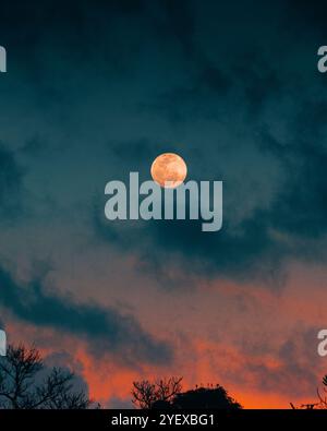 Pleine lune dans Un ciel nuageux pendant le crépuscule, avec des branches d'arbre silhouettées au premier plan, créant Une atmosphère mystique qui capture le O de la beauté Banque D'Images