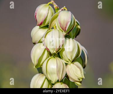 Gros plan de la tige de la plante Yucca glauca, communément appelée Soapweed Yucca avec des fleurs en forme de cloche de couleur crème pendant sa saison de floraison au début de juin. Banque D'Images