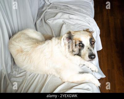 Chien blanc avec des taches brunes autour de ses yeux repose sur un fauteuil et regarde la caméra attentivement Banque D'Images