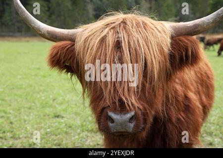 La tête d'une vache rouge écossaise Highland Banque D'Images