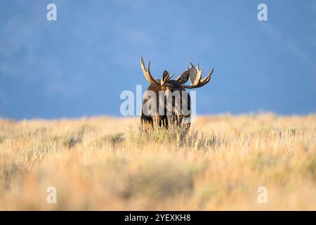 Orignal à taureau pendant l'ornière dans le parc national de Grand Teton, Wyoming Banque D'Images