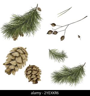 Pommes de pin, branches de pin et d'épicéa. Ensemble de pommes de pin isolé sur fond blanc. Séchez les brindilles et les brins d'herbe. Illustration aquarelle Banque D'Images