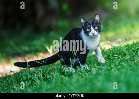 Chat bicolore mignon repose dans l'herbe verte luxuriante à l'extérieur, profitant de la lumière du soleil dans la nature, macro photographie et n'ont pas généré par l'IA. Banque D'Images