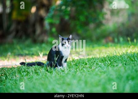 Chat bicolore repose paisiblement sur l'herbe verte dans un parc ensoleillé, l'air heureux et détendu sous la lumière chaude du soleil, macro photographie et n'ont pas de gener Banque D'Images