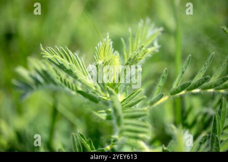 Gros plan sur l'Astragalus. Aussi appelé vesce de lait, épine de chèvre ou vigne-comme. Fond vert printemps. Plante sauvage. Banque D'Images