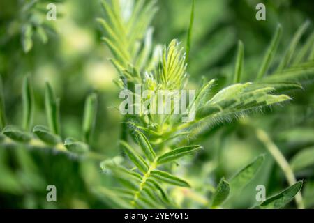 Gros plan sur l'Astragalus. Aussi appelé vesce de lait, épine de chèvre ou vigne-comme. Fond vert printemps. Plante sauvage. Banque D'Images