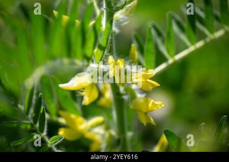 Gros plan sur l'Astragalus. Aussi appelé vesce de lait, épine de chèvre ou vigne-comme. Fond vert printemps. Plante sauvage. Banque D'Images