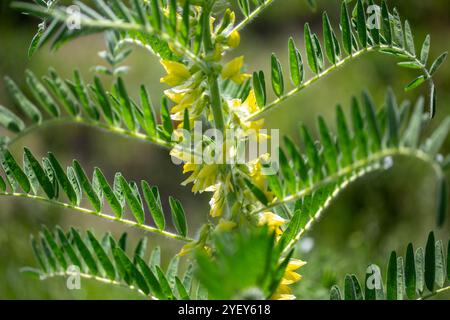 Gros plan sur l'Astragalus. Aussi appelé vesce de lait, épine de chèvre ou vigne-comme. Fond vert printemps. Plante sauvage. Banque D'Images