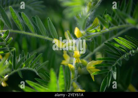 Gros plan sur l'Astragalus. Aussi appelé vesce de lait, épine de chèvre ou vigne-comme. Fond vert printemps. Plante sauvage. Banque D'Images