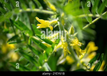 Gros plan sur l'Astragalus. Aussi appelé vesce de lait, épine de chèvre ou vigne-comme. Fond vert printemps. Plante sauvage. Banque D'Images