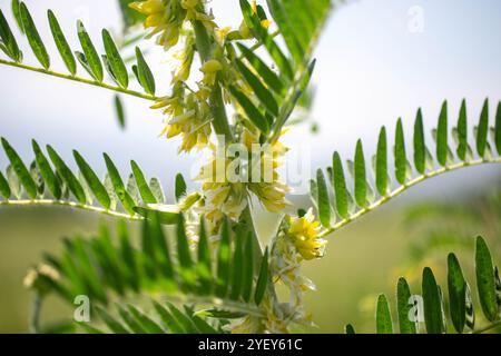 Gros plan sur l'Astragalus. Aussi appelé vesce de lait, épine de chèvre ou vigne-comme. Fond vert printemps. Plante sauvage. Banque D'Images