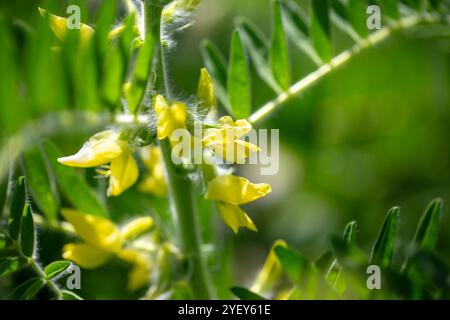 Gros plan sur l'Astragalus. Aussi appelé vesce de lait, épine de chèvre ou vigne-comme. Fond vert printemps. Plante sauvage. Banque D'Images