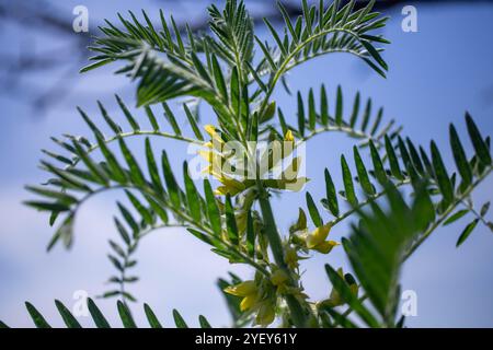 Gros plan sur l'Astragalus. Aussi appelé vesce de lait, épine de chèvre ou vigne-comme. Fond vert printemps. Plante sauvage. Banque D'Images