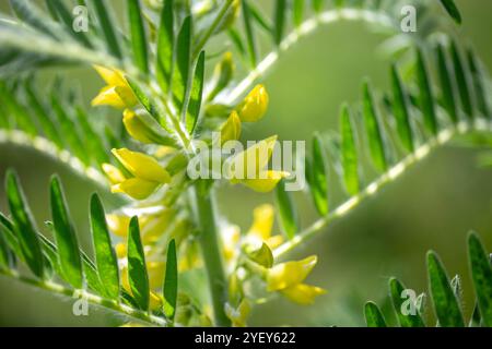 Gros plan sur l'Astragalus. Aussi appelé vesce de lait, épine de chèvre ou vigne-comme. Fond vert printemps. Plante sauvage. Banque D'Images