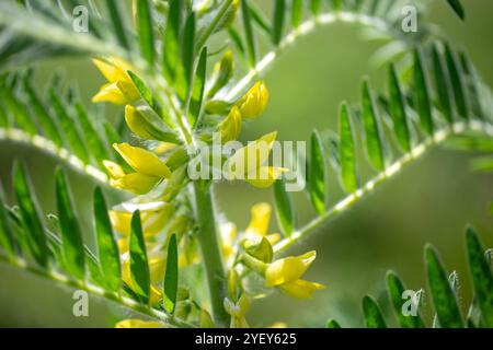 Gros plan sur l'Astragalus. Aussi appelé vesce de lait, épine de chèvre ou vigne-comme. Fond vert printemps. Plante sauvage. Banque D'Images