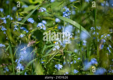 Oublie-moi Myosotis sylvatica. fleurs bleues poussant dans un champ. Banque D'Images