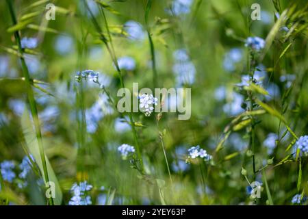 Oublie-moi Myosotis sylvatica. fleurs bleues poussant dans un champ. Banque D'Images