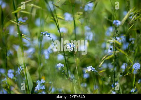 Oublie-moi Myosotis sylvatica. fleurs bleues poussant dans un champ. Banque D'Images