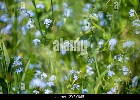 Oublie-moi Myosotis sylvatica. fleurs bleues poussant dans un champ. Banque D'Images