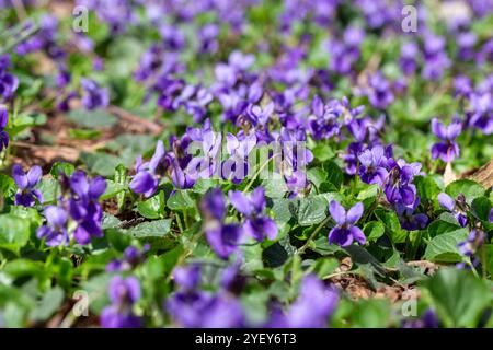Fleurs de printemps. Les violettes fleurs fleurissent dans la forêt printanière. Alto odorata Banque D'Images