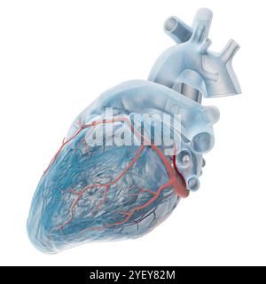 Illustration de veines coronaires avec la veine de Marshall (rouge foncé) mise en évidence. La grande veine cardiaque traverse le ventricule gauche (chambre inférieure) du cœur. La veine de Marshall, également connue sous le nom de veine oblique auriculaire gauche, est un vestige embryologique de la veine cave supérieure. On pense qu'elle est une source de déclencheurs de fibrillation auriculaire (FA), une fréquence cardiaque irrégulière et souvent anormalement rapide. Pour une version étiquetée de cette image, voir F043/3533. Banque D'Images