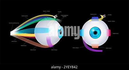 Illustration de l'anatomie des muscles extraoculaires. Ces muscles contrôlent les mouvements du globe oculaire et de la paupière supérieure. Banque D'Images