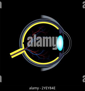Illustration de l'anatomie de l'œil. La structure de l'œil comprend trois couches différentes. La couche externe, formée par la sclère et la cornée. La couche intermédiaire, l'iris et le corps ciliaire, les muscles extraoculaires et la choroïde. La couche interne, ou la partie sensorielle de l'œil, la rétine et le nerf optique. Banque D'Images
