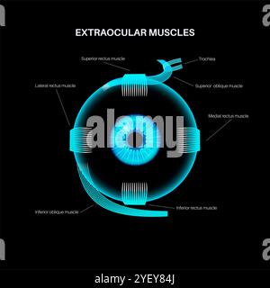 Illustration de l'anatomie des muscles extraoculaires. Ces muscles contrôlent les mouvements du globe oculaire et de la paupière supérieure. Banque D'Images