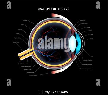 Illustration de l'anatomie de l'œil. La structure de l'œil comprend trois couches différentes. La couche externe, formée par la sclère et la cornée. La couche intermédiaire, l'iris et le corps ciliaire, les muscles extraoculaires, la choroïde et les vaisseaux sanguins. La couche interne, ou la partie sensorielle de l'œil, la rétine et le nerf optique. Banque D'Images